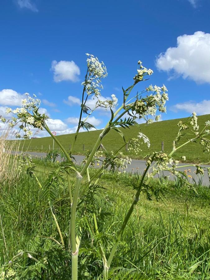 Gut Gross Fedderwarden, Ferienwohnung Mettje Butjadingen Eksteriør bilde